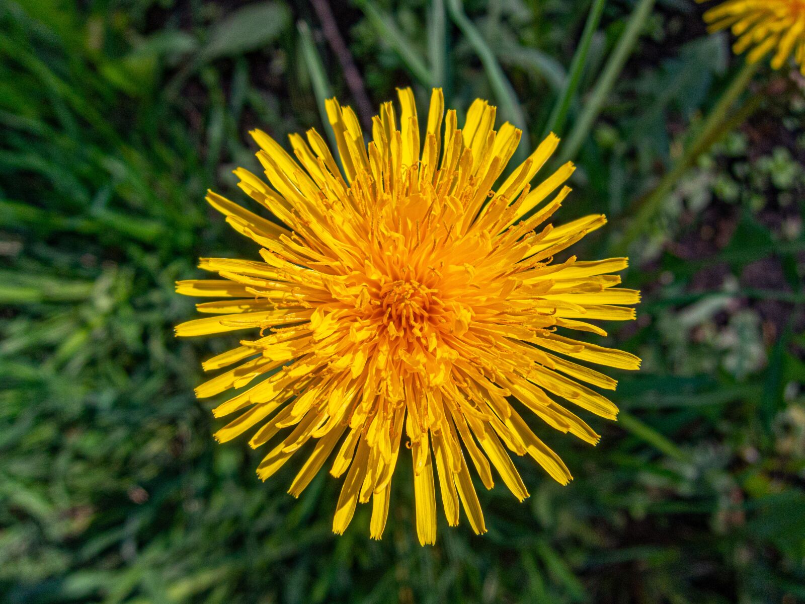 Nikon Coolpix P340 sample photo. Flower, yellow, flora photography