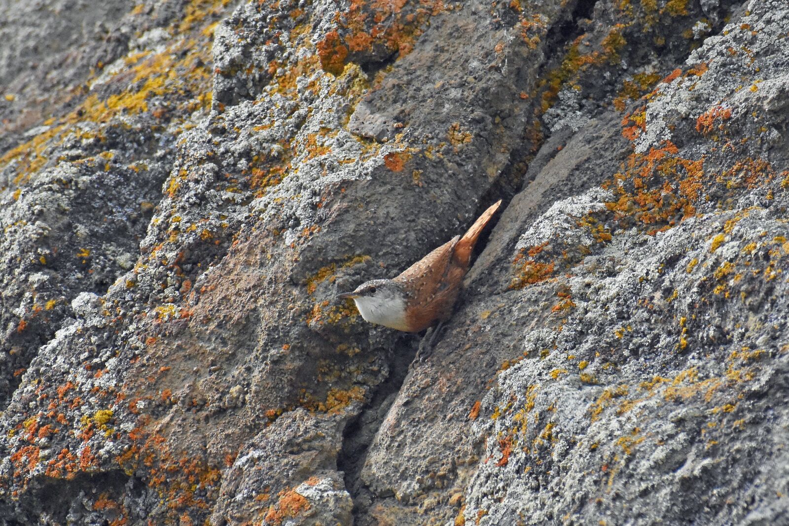 Nikon D7200 sample photo. Wren, canyon wren, bird photography
