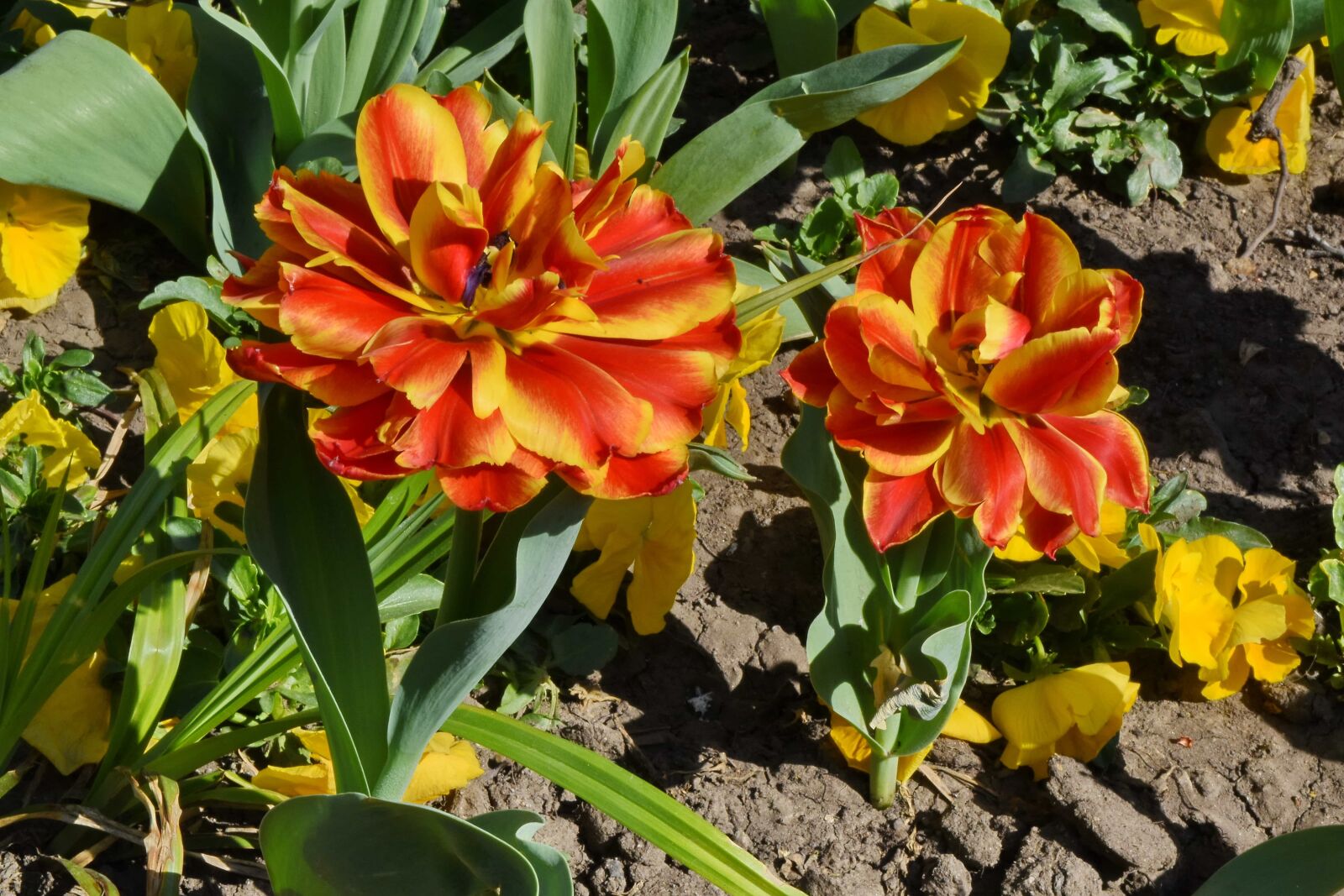 Nikon D5500 sample photo. Flower garden, petals, red photography