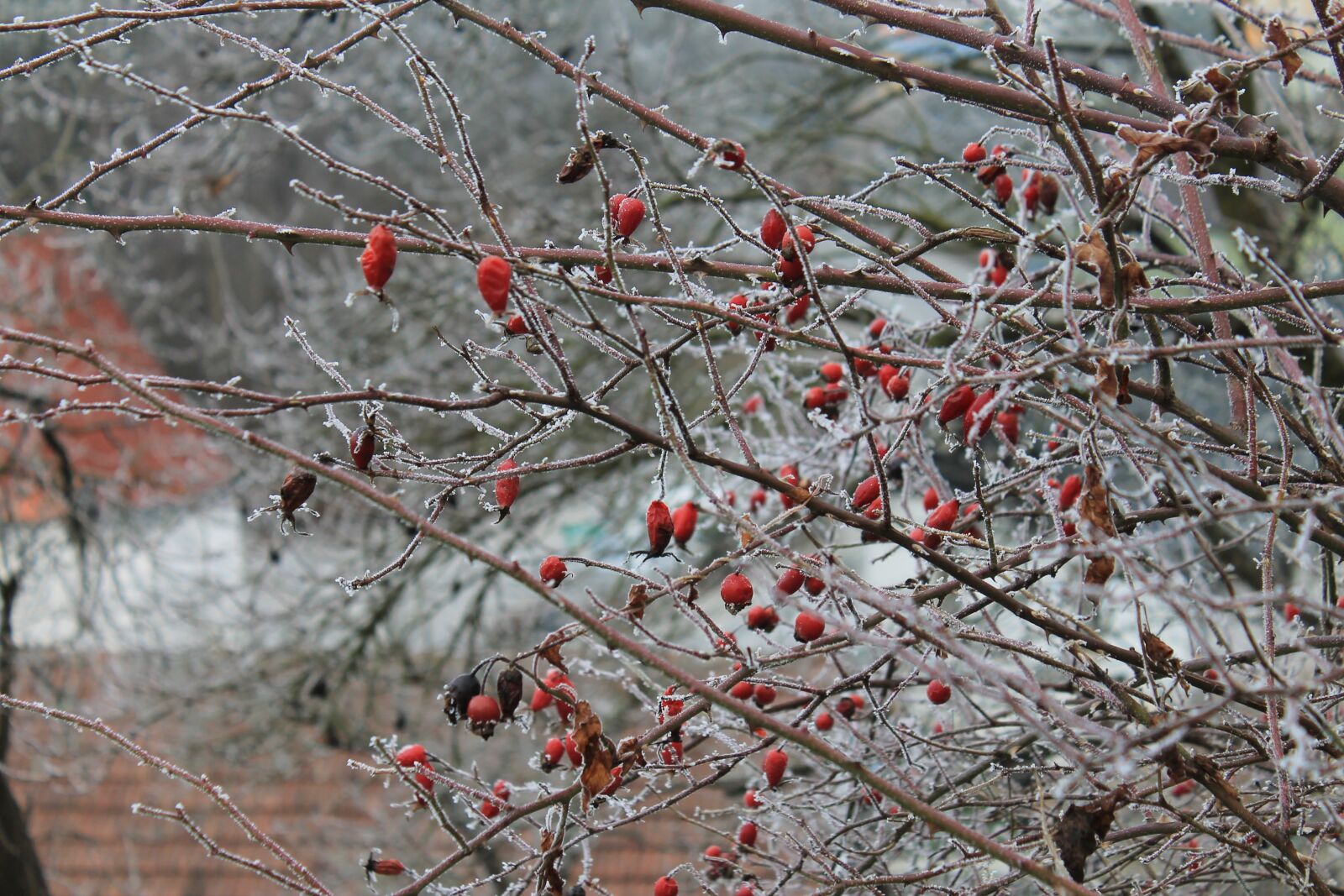 Canon EOS 1100D (EOS Rebel T3 / EOS Kiss X50) sample photo. Winter, frost, snow photography
