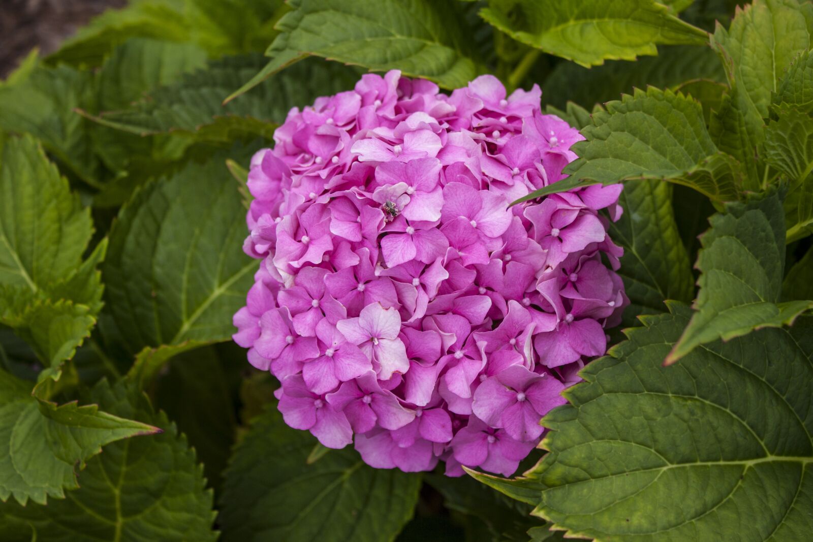 Canon EOS 500D (EOS Rebel T1i / EOS Kiss X3) sample photo. Flower, pink, pink flowers photography