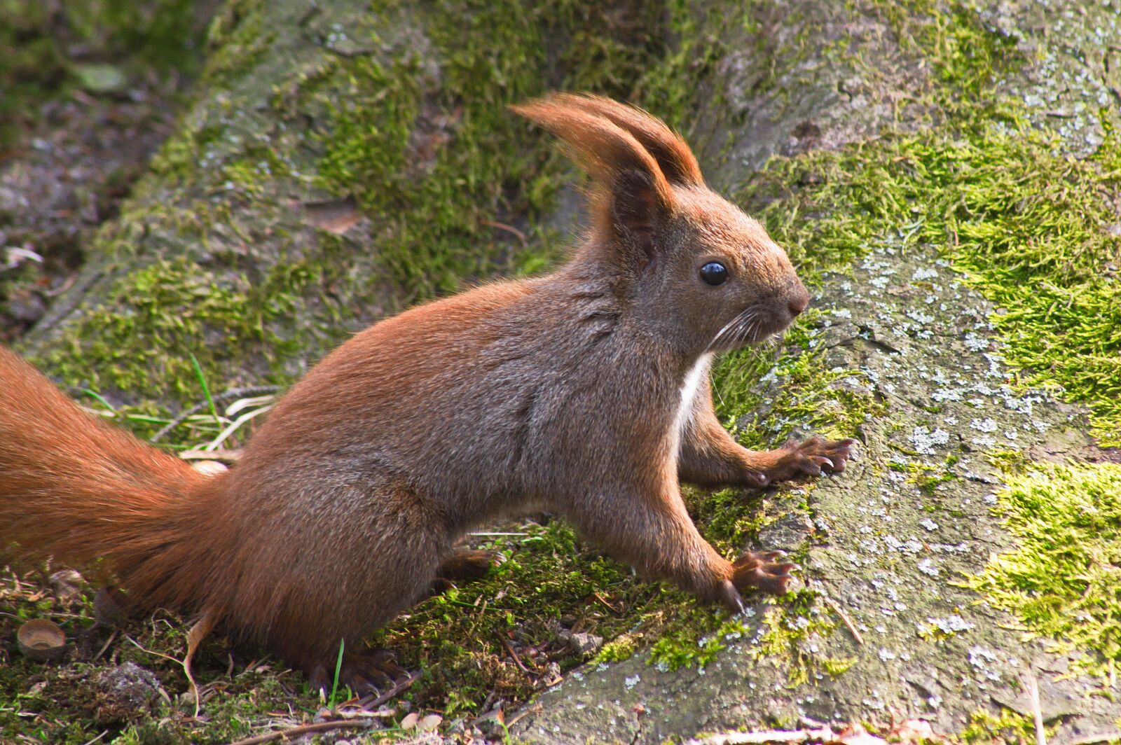 Pentax K-3 II sample photo. The squirrel, spring, nature photography