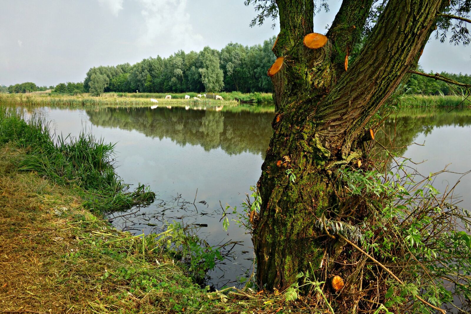 Sony Cyber-shot DSC-RX100 sample photo. Pond, tree, dutch landscape photography