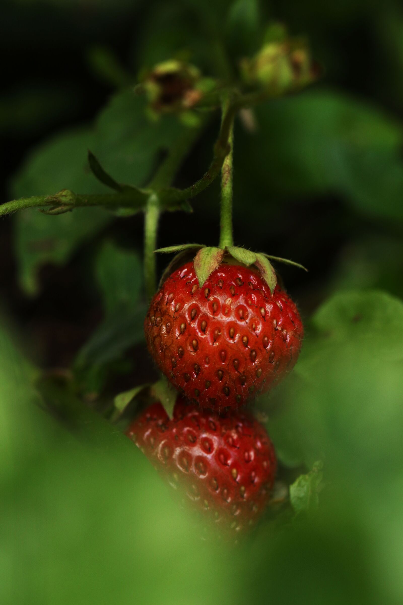 Canon EOS 7D Mark II sample photo. Strawberry, berry, plant photography