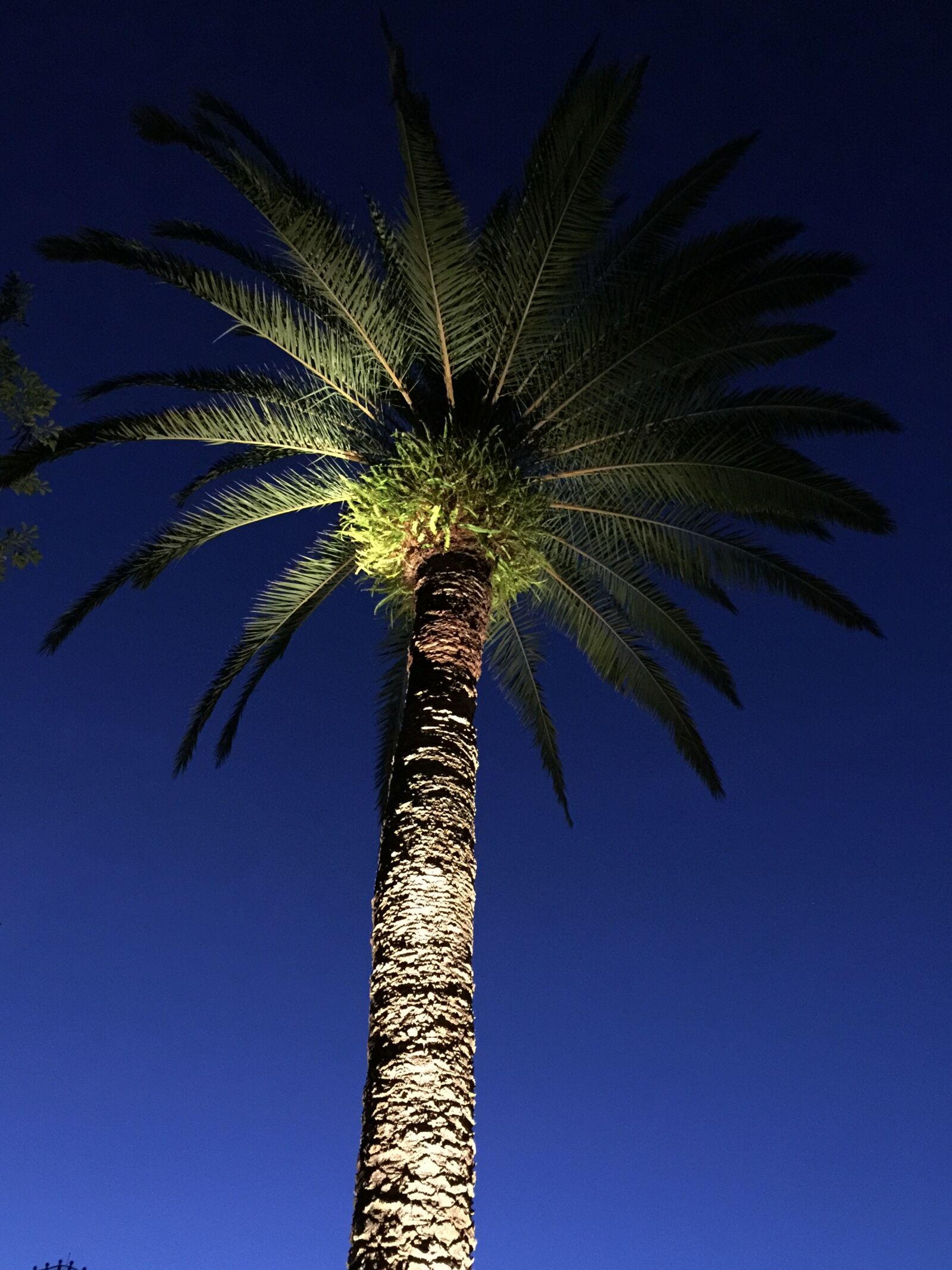 iPhone 6 Plus back camera 4.15mm f/2.2 sample photo. Palm tree, night, nature photography