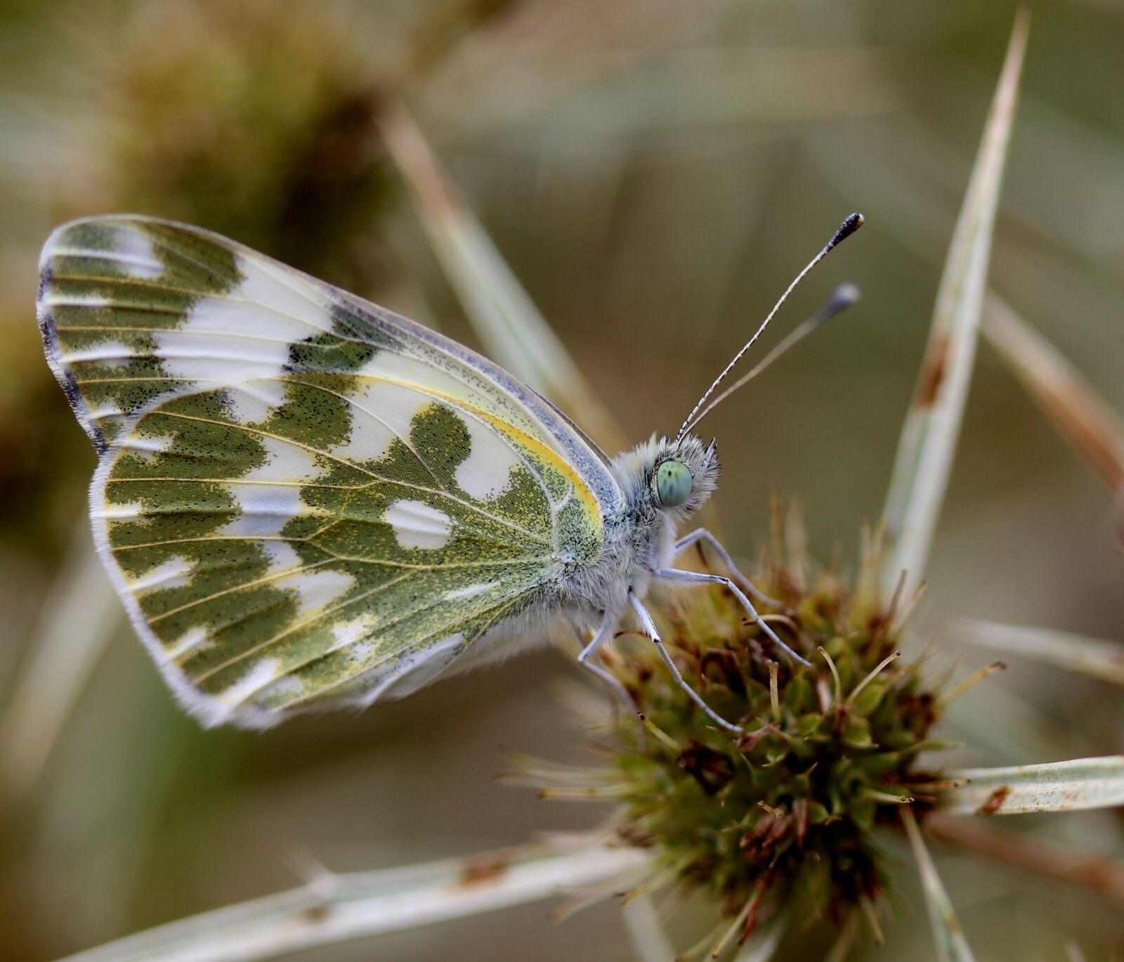 Canon EF-S 60mm F2.8 Macro USM sample photo. Butterfly, white, insecta photography