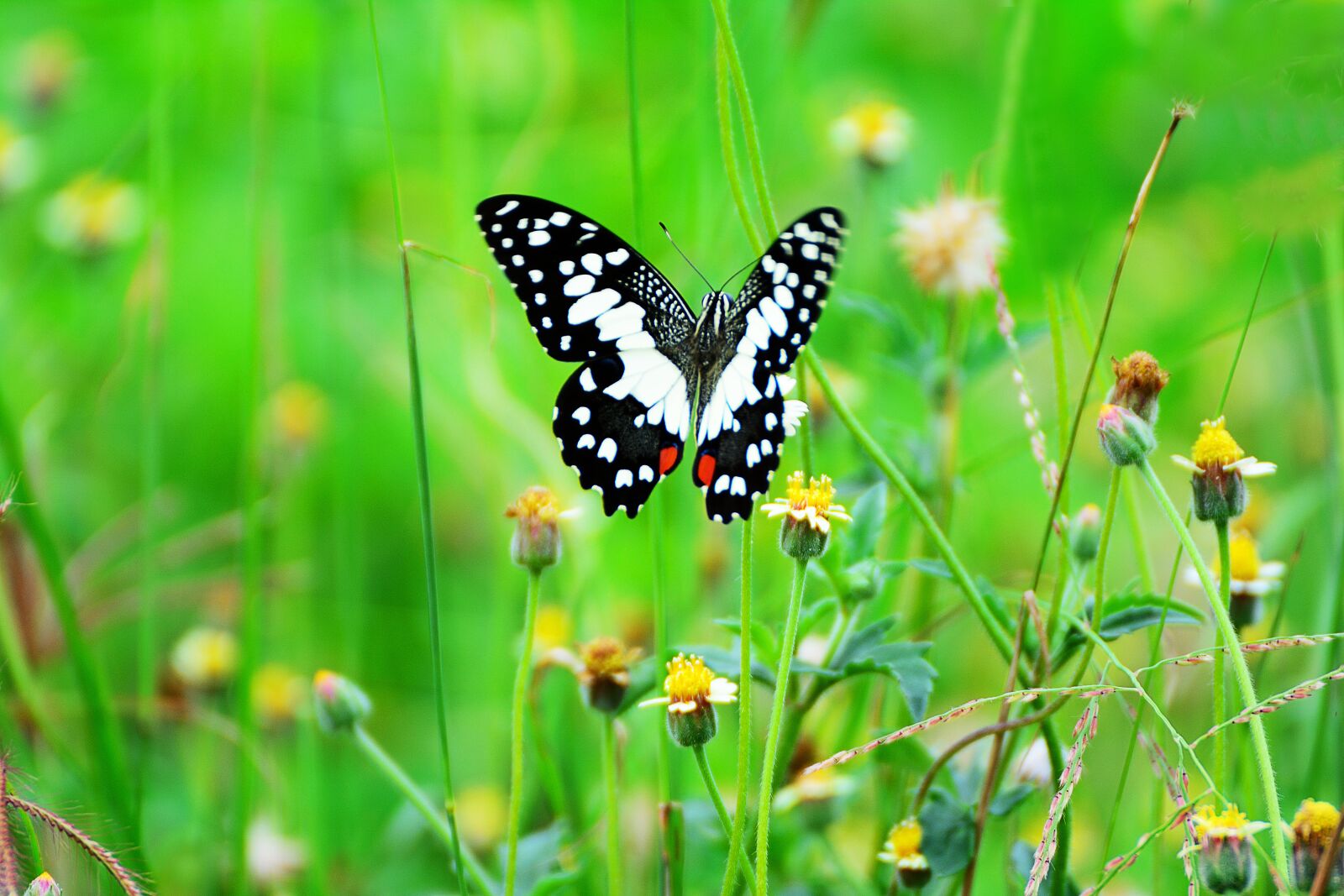 Nikon D5200 sample photo. Butterfly, flower, grass photography
