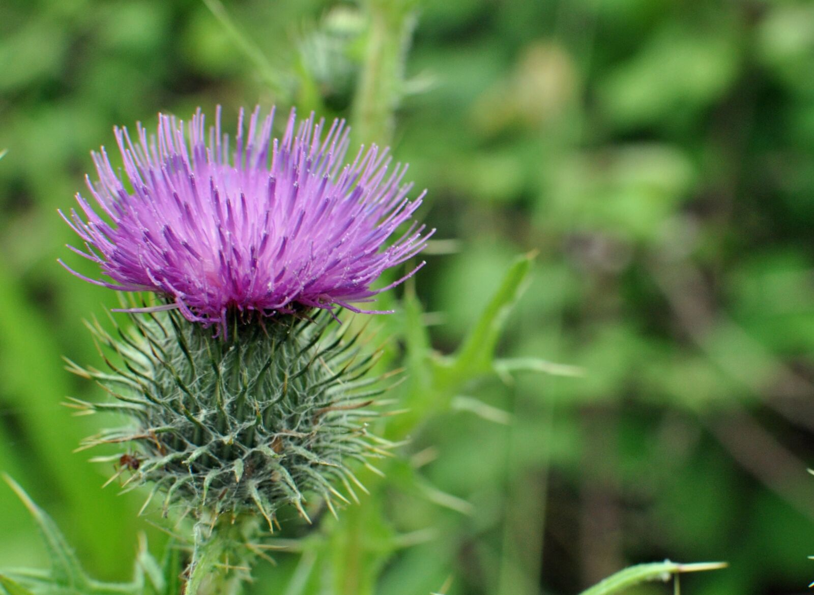 Nikon D5000 sample photo. Thistle, flower, close up photography