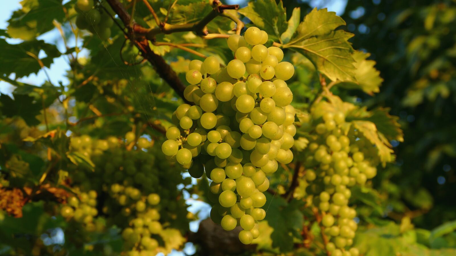 Panasonic Lumix DMC-FZ1000 sample photo. Grapes, grapevine, vines stock photography