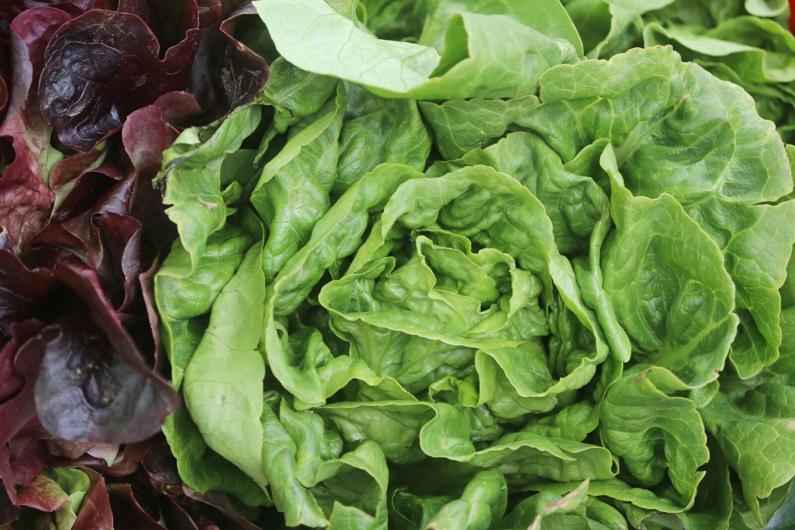 Canon EOS 80D sample photo. Food, salad, green photography
