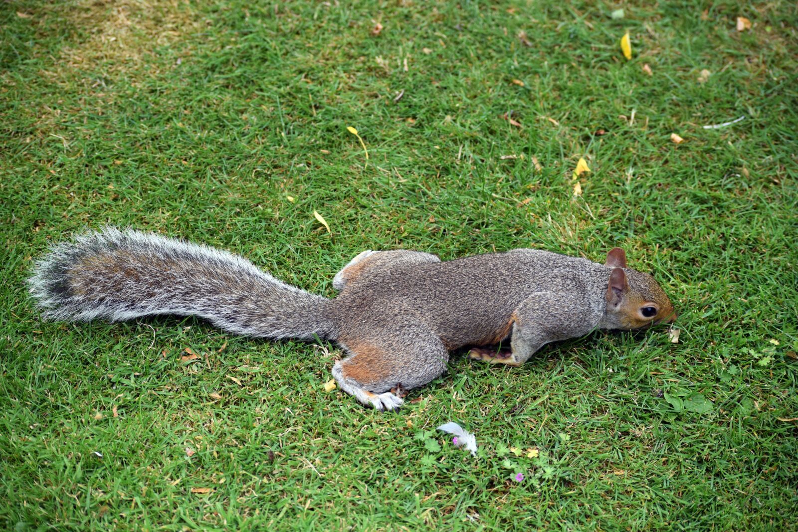 Nikon D3300 sample photo. Squirrel, grey squirrel, wildlife photography