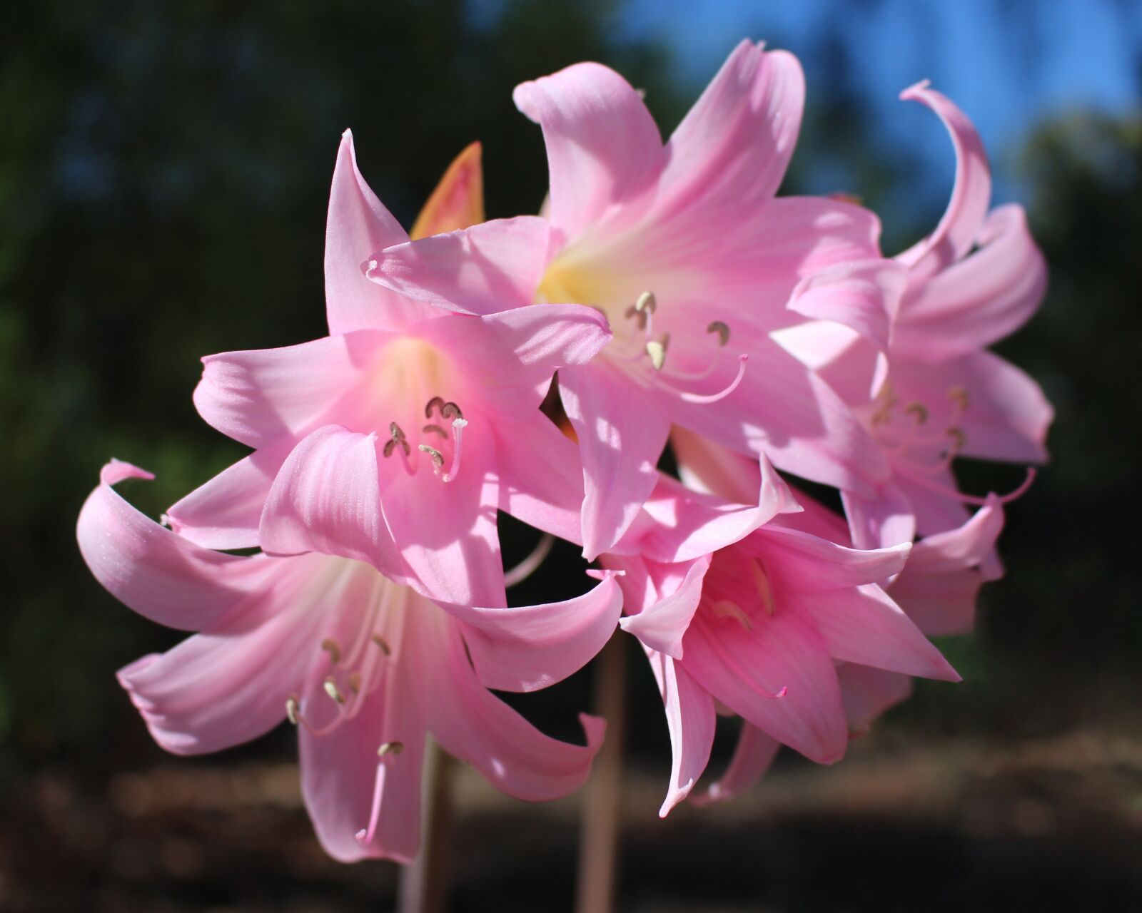 Canon EOS 700D (EOS Rebel T5i / EOS Kiss X7i) sample photo. Easter lilies, amaryllis belladonna photography