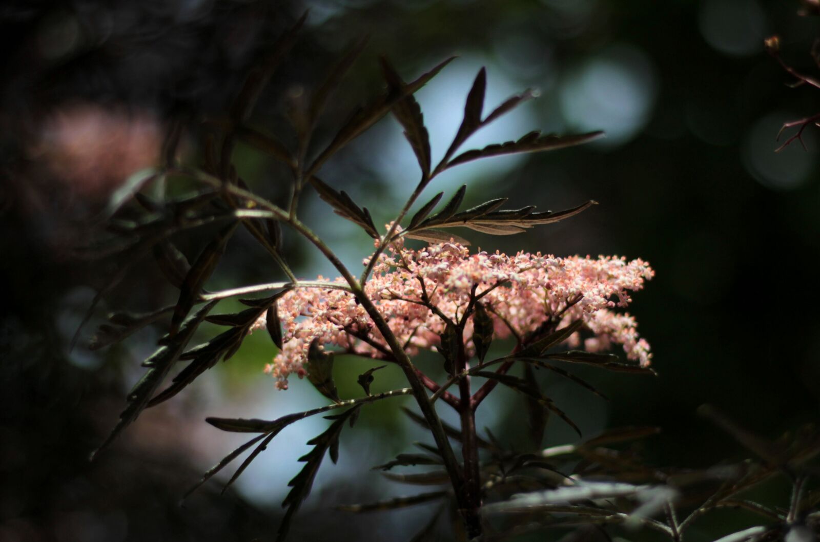 Canon EOS 600D (Rebel EOS T3i / EOS Kiss X5) sample photo. Sambucus nigra black lace photography