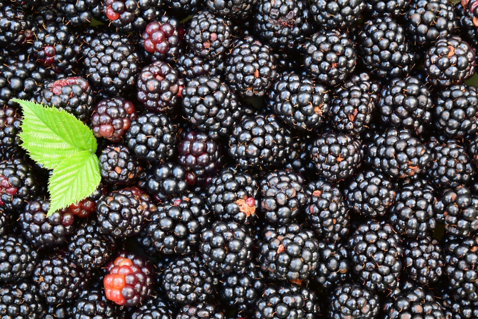 Nikon D3300 sample photo. Blackberries, background, black photography