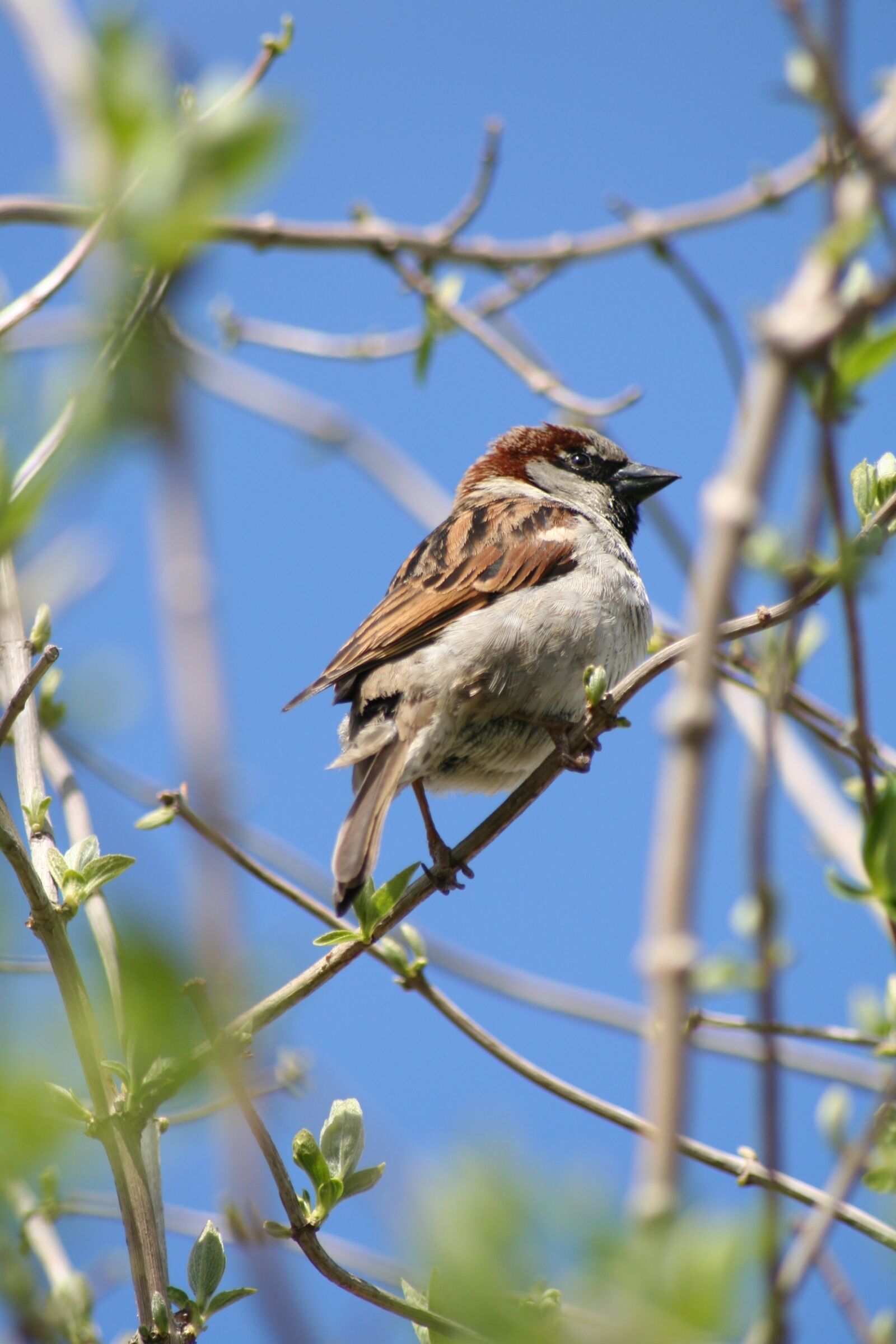 Canon EOS 350D (EOS Digital Rebel XT / EOS Kiss Digital N) sample photo. Bird, house sparrow, animals photography
