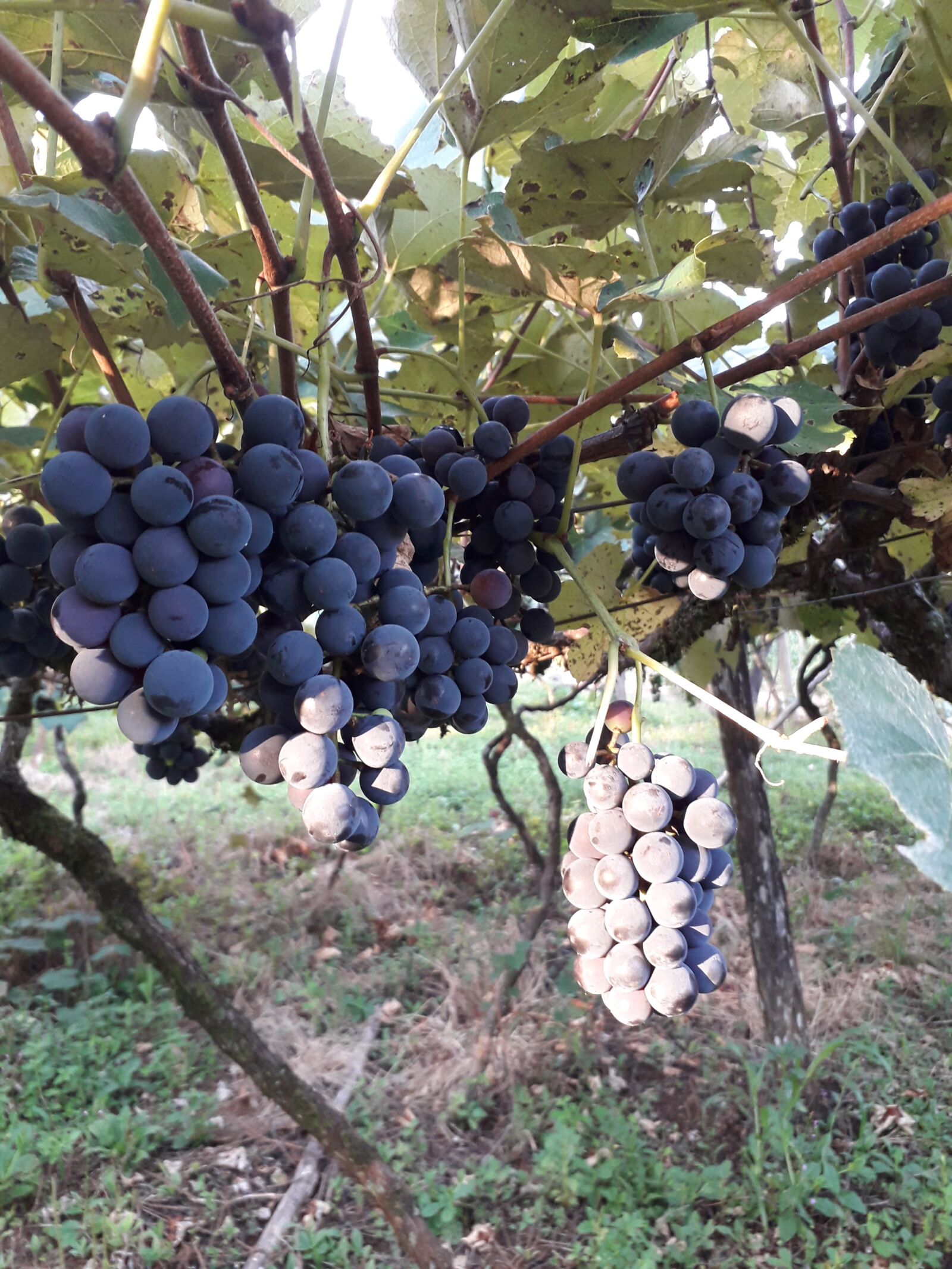 Samsung Galaxy J4 sample photo. Uva, the bunch grape photography