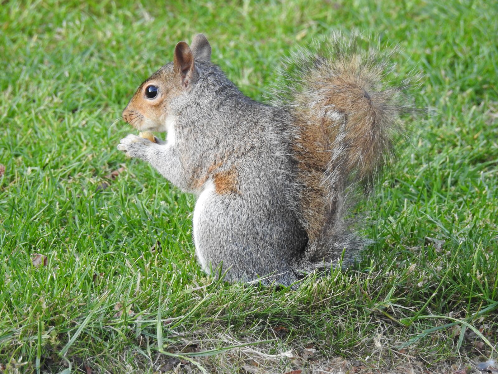 Nikon Coolpix P900 sample photo. Squirrel, rodent, hairy photography