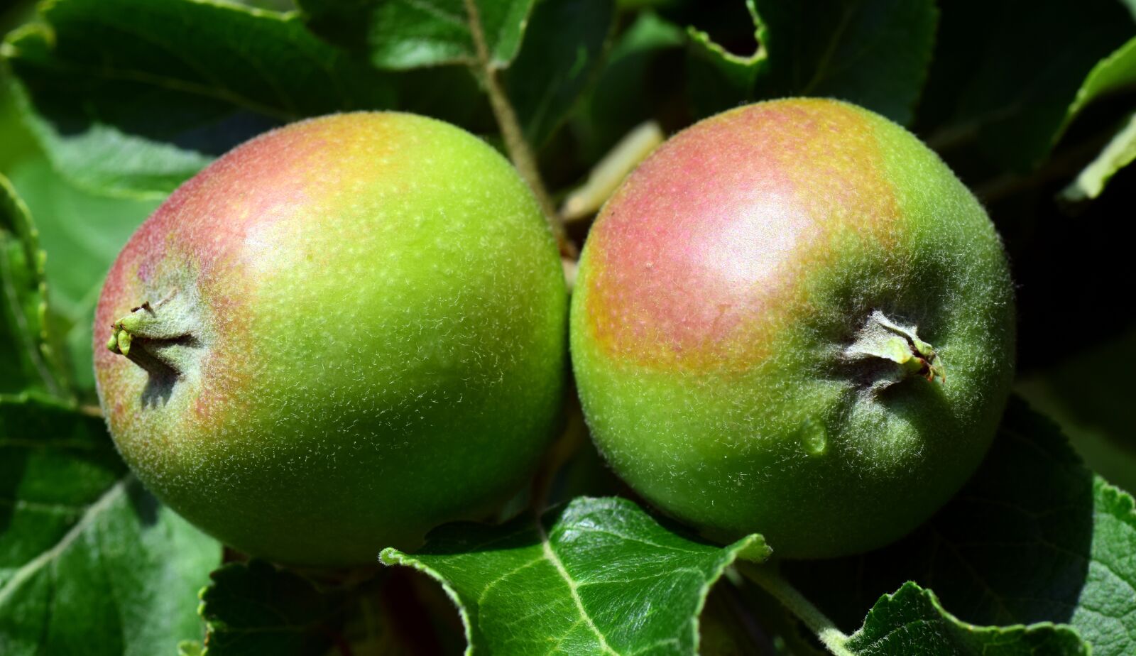 Nikon D3300 sample photo. Apple, green, fruit photography