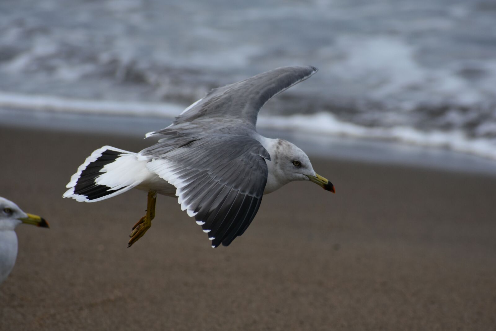 Nikon D7200 sample photo. Animal, sea, beach photography