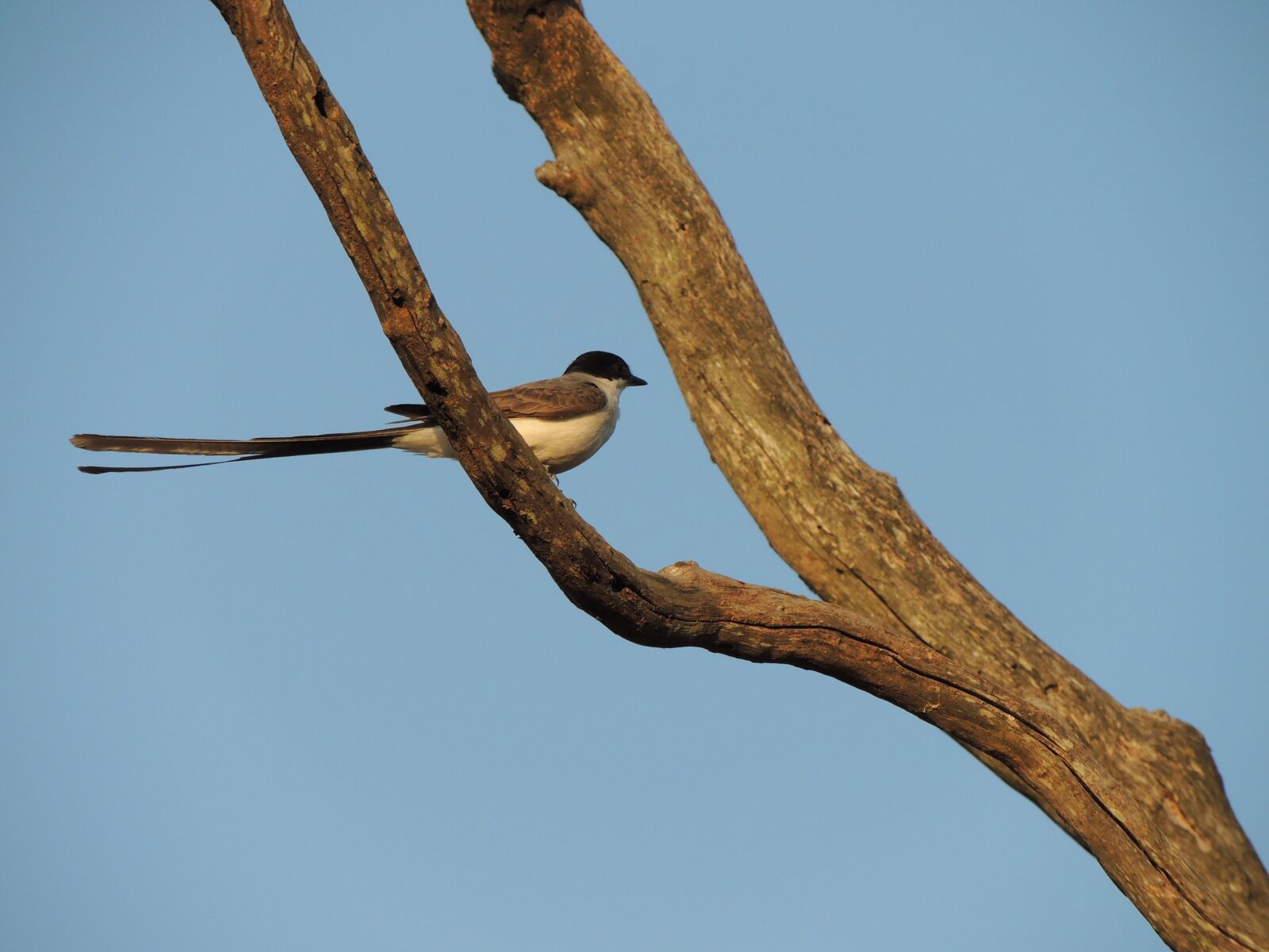 Nikon Coolpix P510 sample photo. Earwig, bird, nature photography