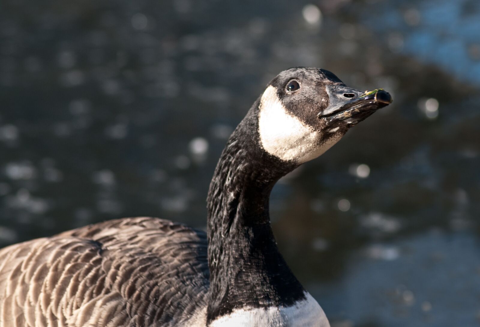 Nikon D300 sample photo. Canada goose, goose, bird photography