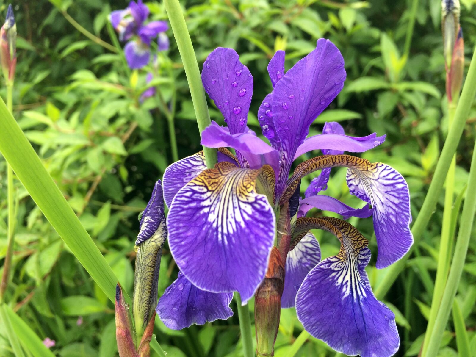 iPhone 5s back camera 4.15mm f/2.2 sample photo. Flower, iris, nature photography