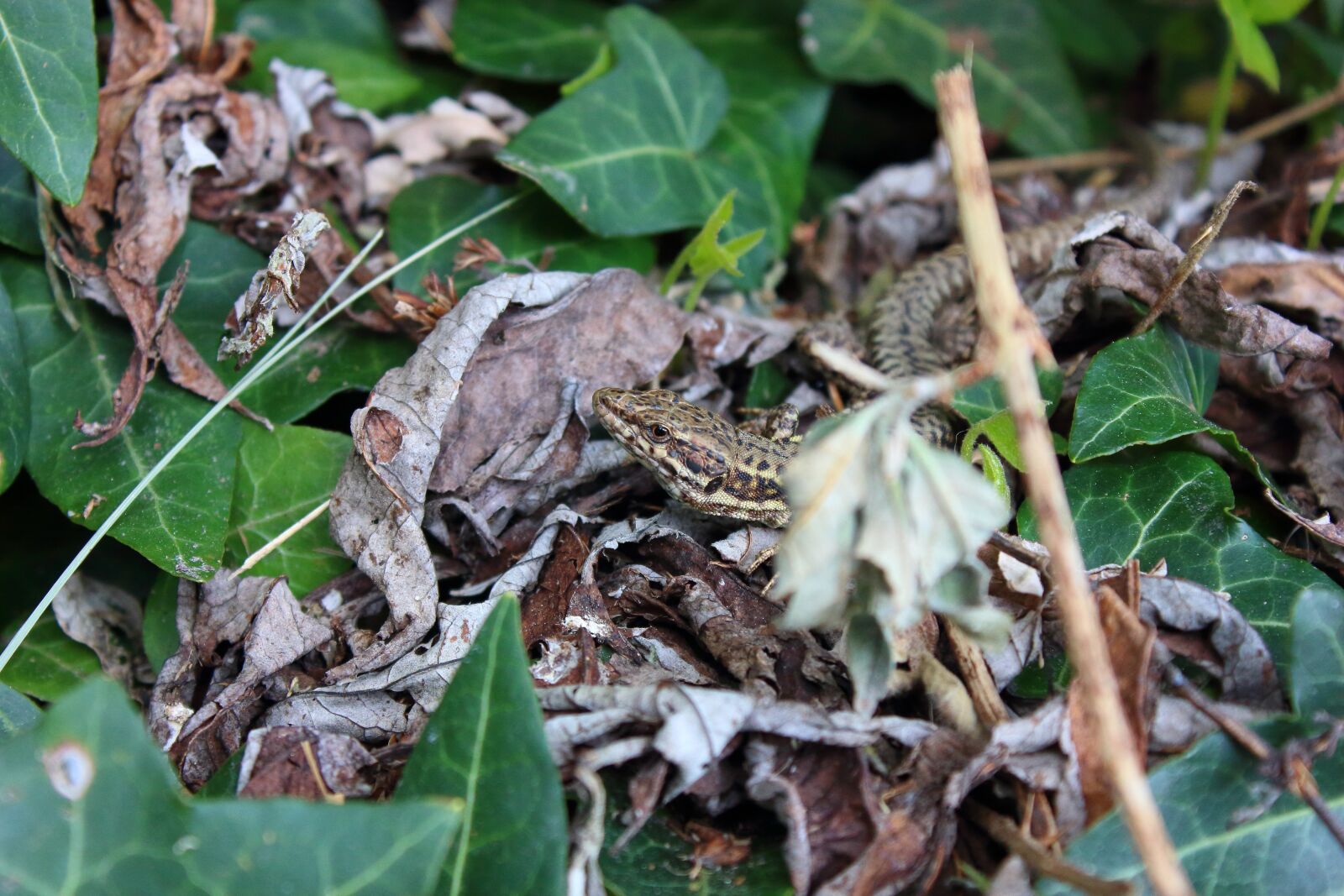 Canon EOS 600D (Rebel EOS T3i / EOS Kiss X5) sample photo. Lizard, nature, reptile photography