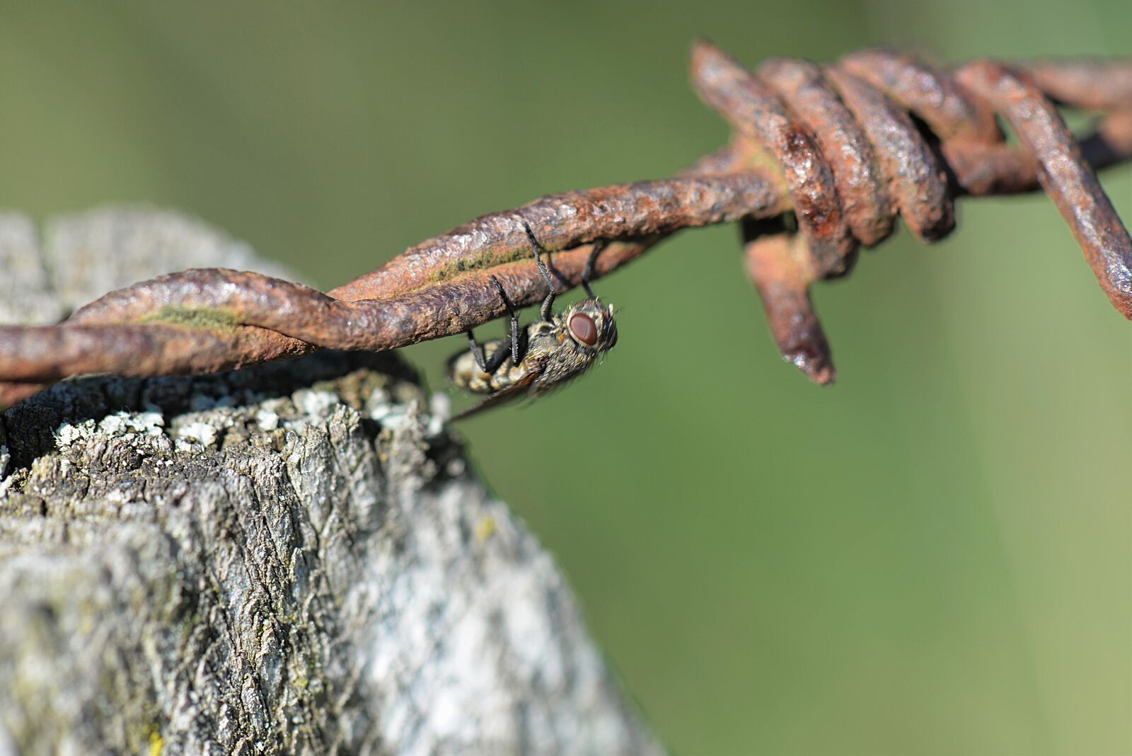 Nikon D610 sample photo. Fly, barbed wire, close photography