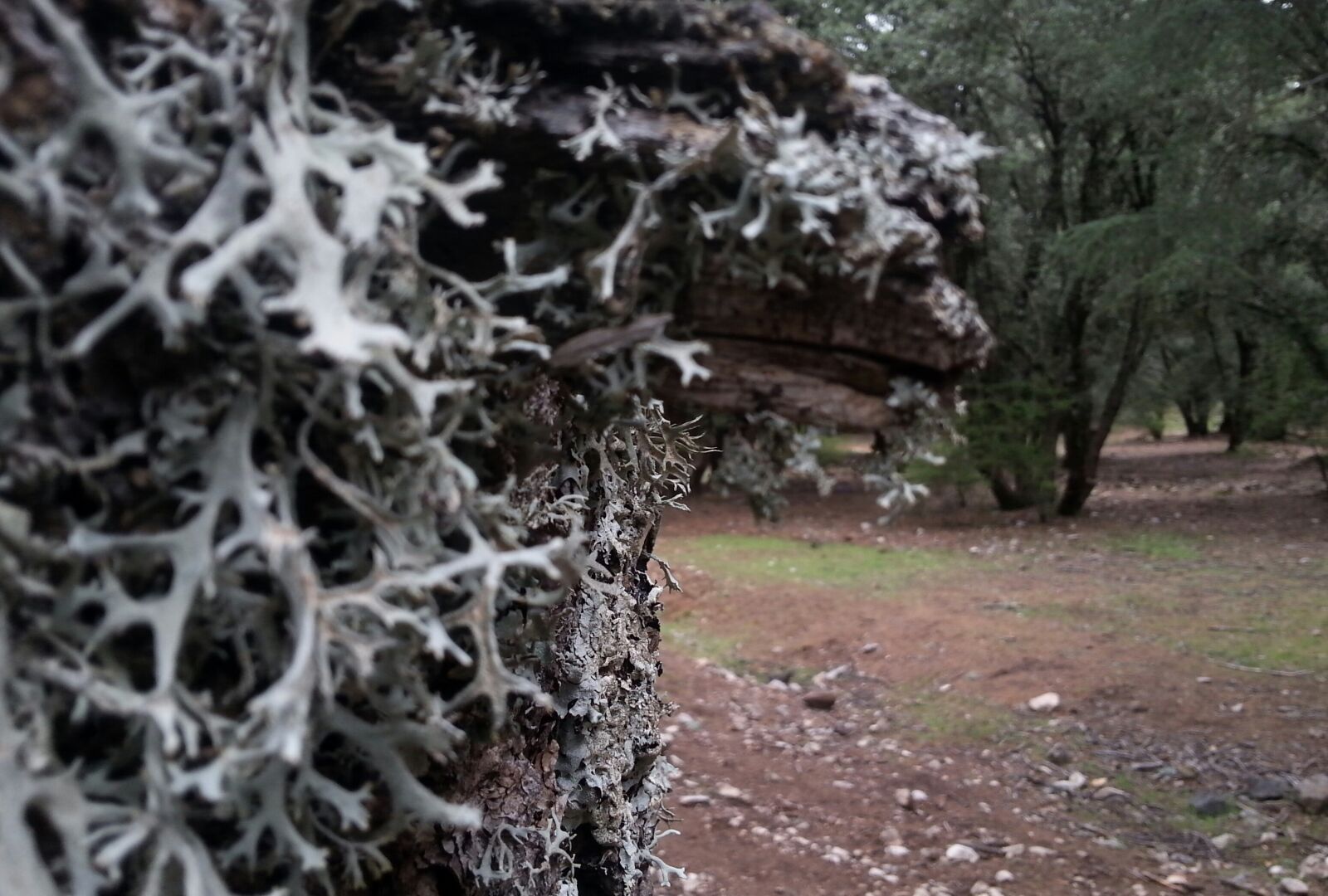 Samsung Galaxy S3 sample photo. Fungus, of, the tree photography