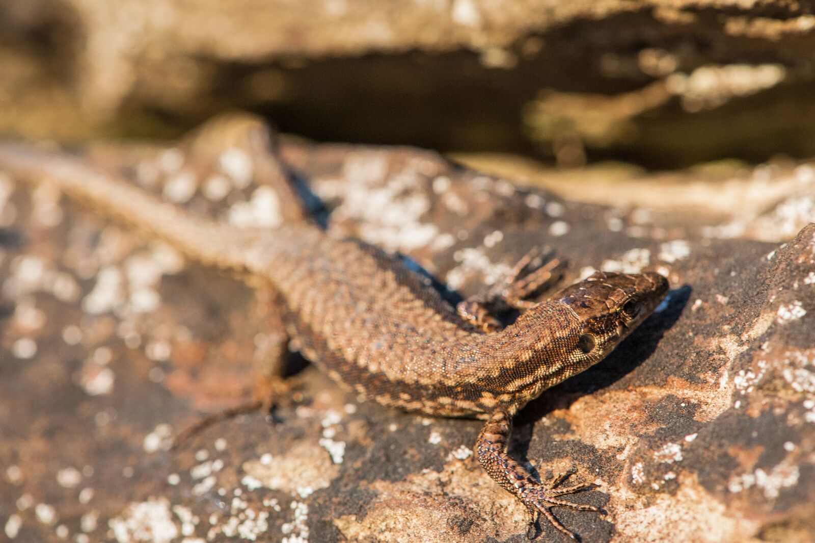 Nikon D700 sample photo. Lizard, reptile, kaltblut photography