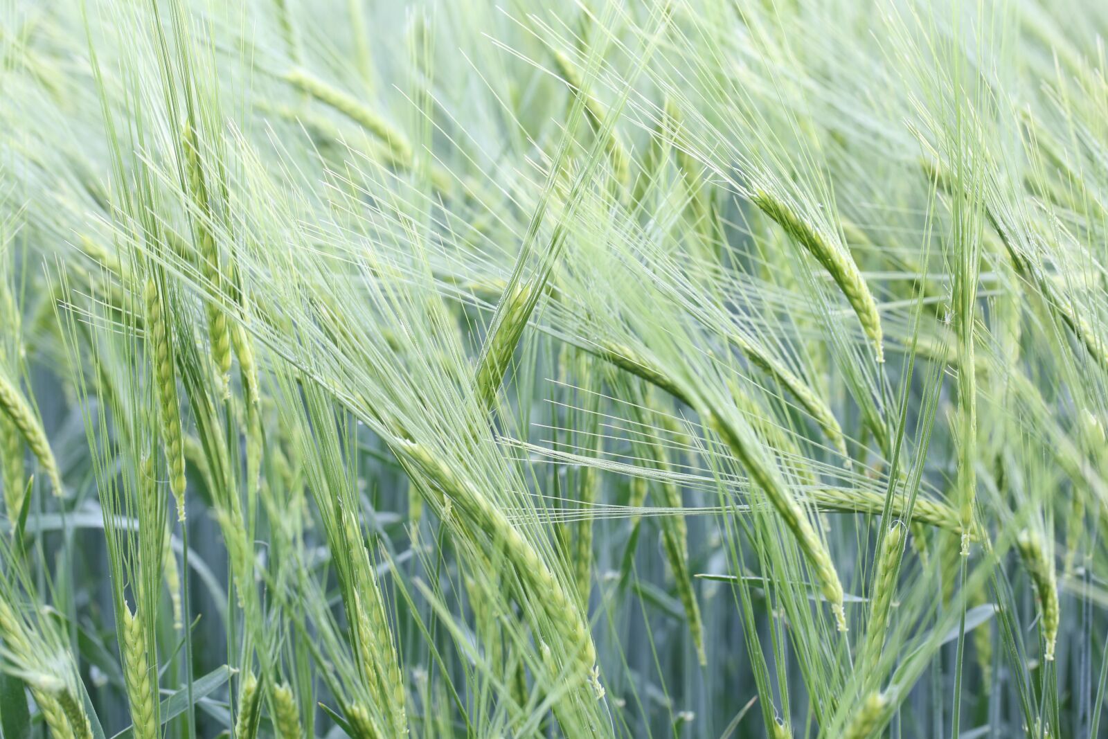 Canon EOS 5D Mark III sample photo. Field, wheat, food photography