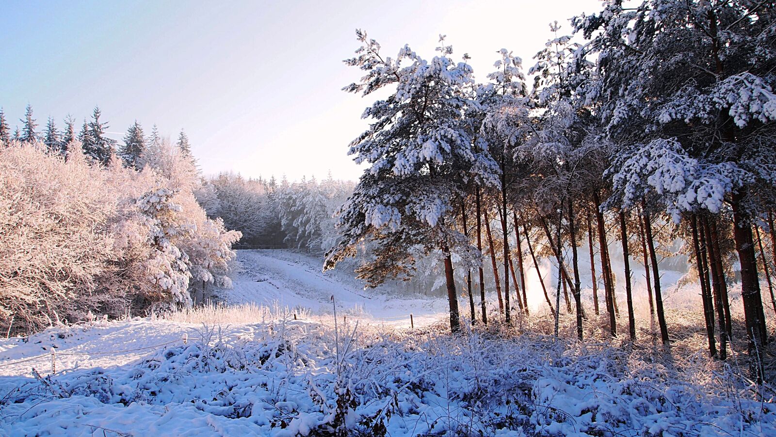 Olympus PEN E-PL1 sample photo. Snow, forest, winter landscape photography