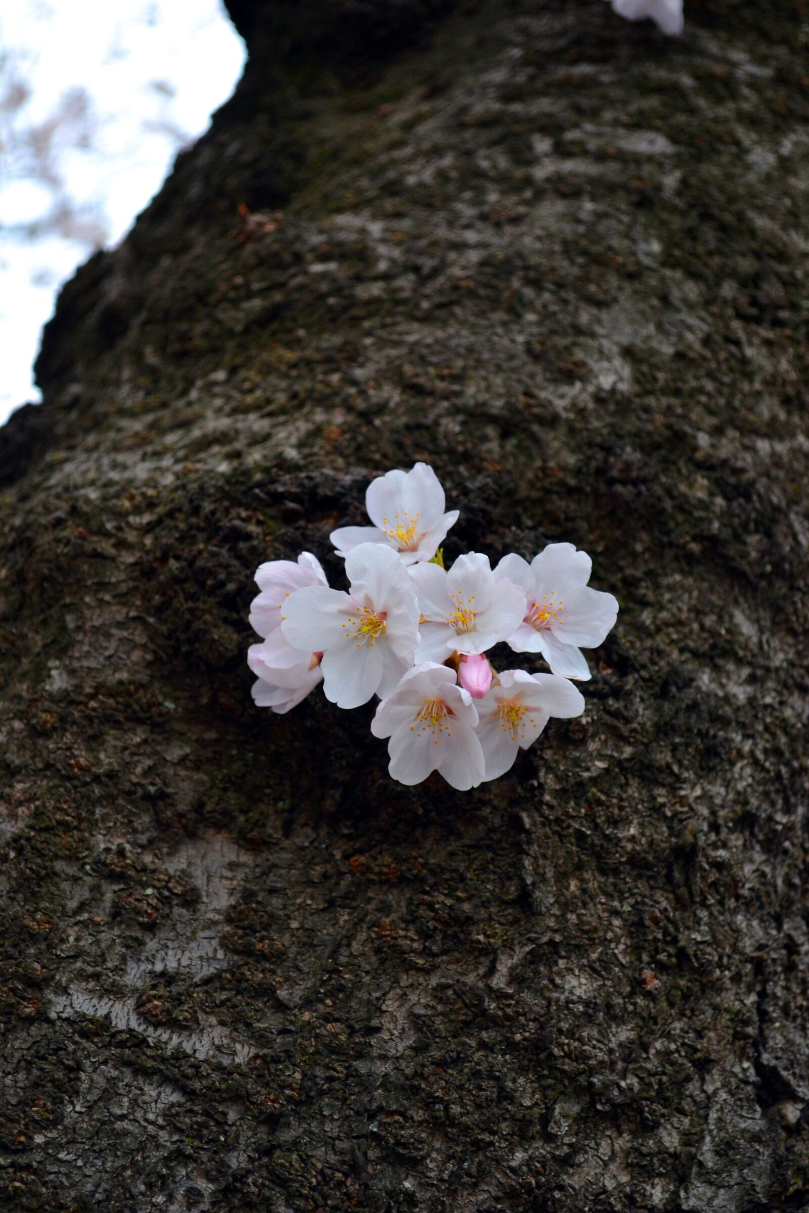 Nikon D3100 sample photo. Flower, sakura, japan photography