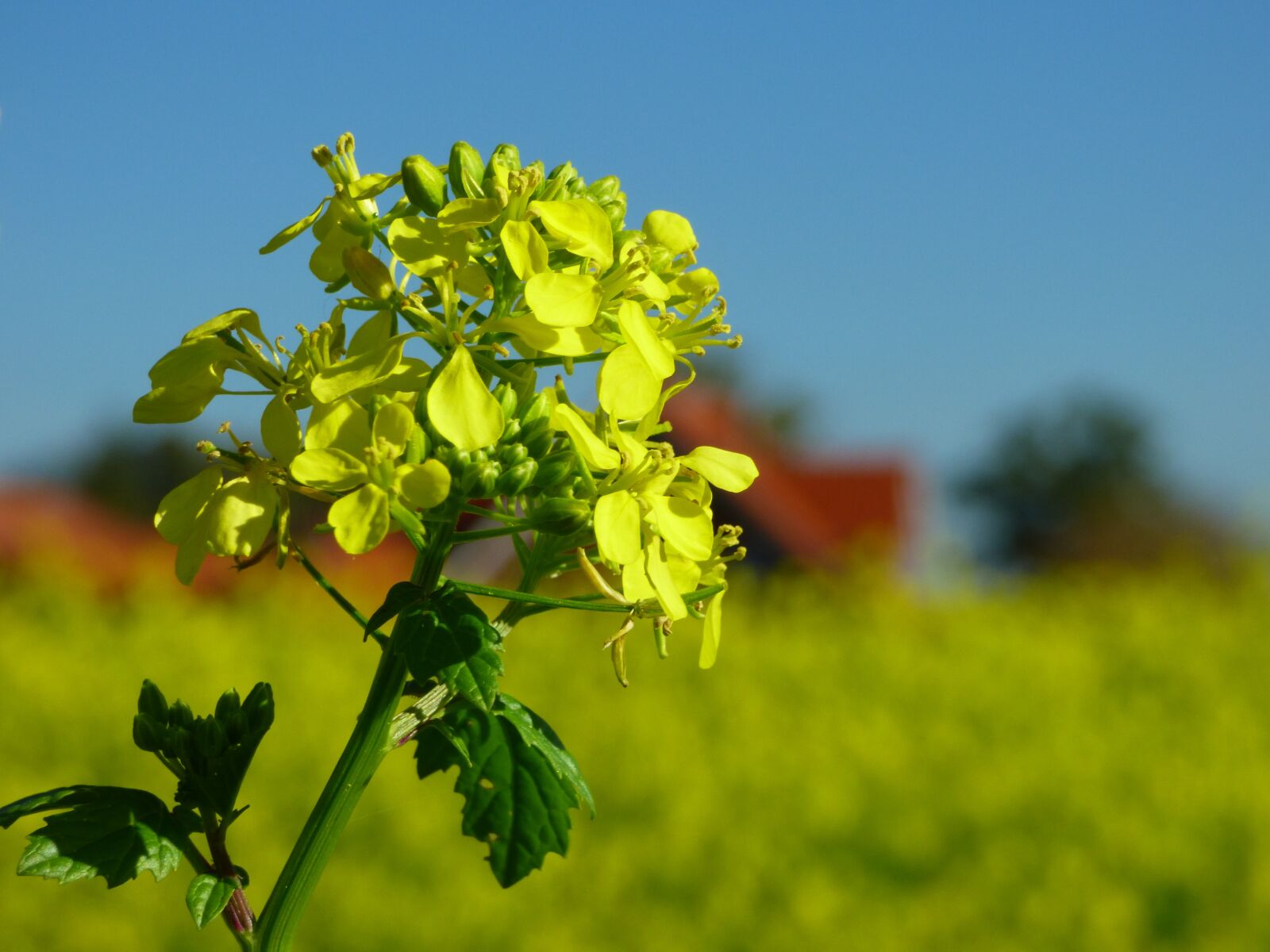 Panasonic DMC-FZ72 sample photo. Mustard, fertilizer, yellow photography