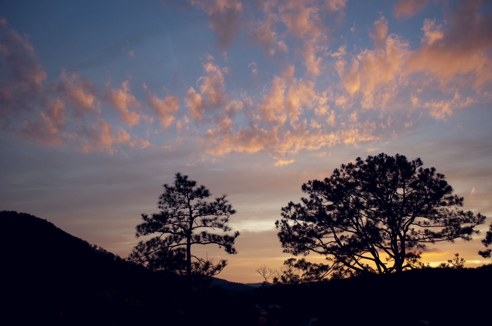 Nikon D90 sample photo. Tree, panoramic, nature photography
