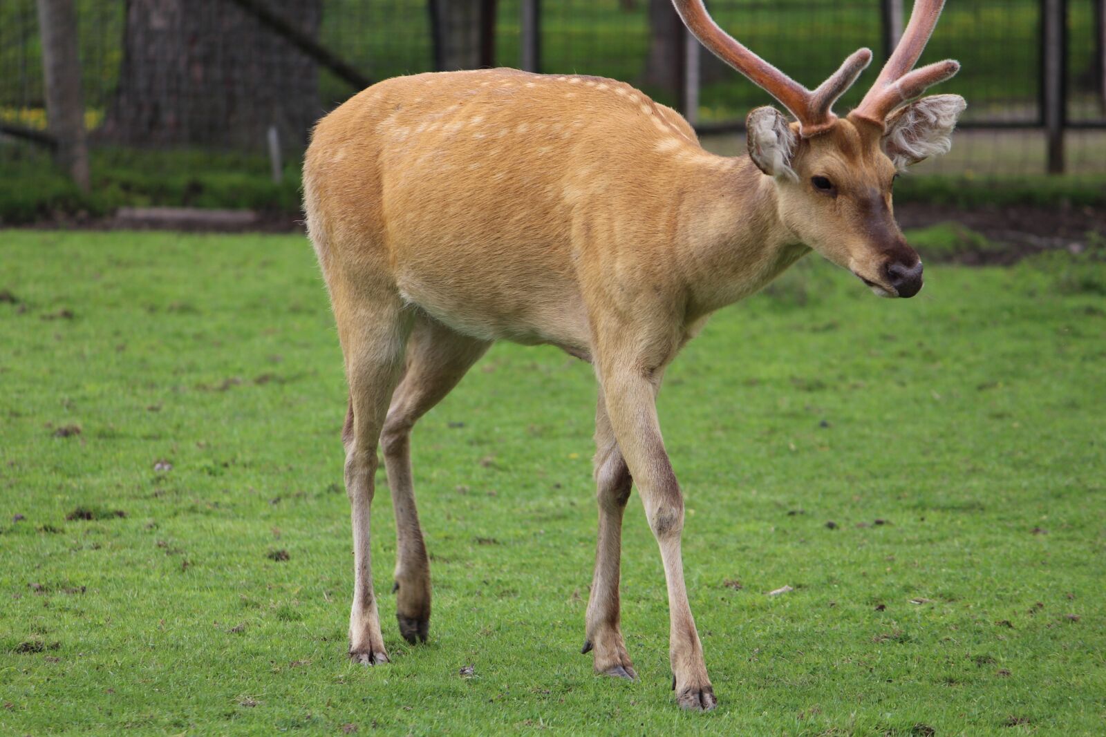 Canon EOS 650D (EOS Rebel T4i / EOS Kiss X6i) + Canon EF-S 55-250mm F4-5.6 IS II sample photo. Animal, zoo, deer photography