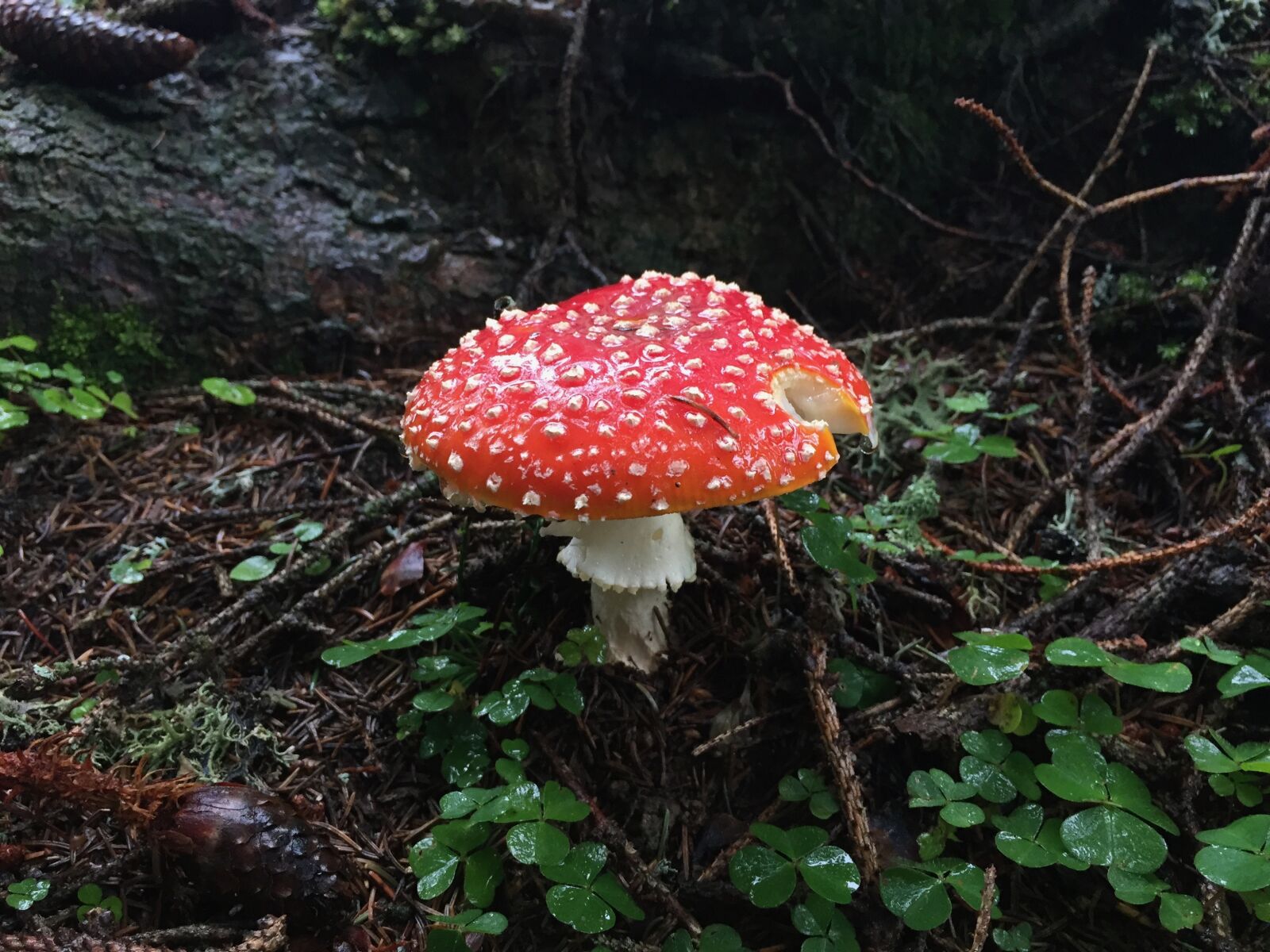 Apple iPhone 6 sample photo. Mushroom, forest, autumn photography