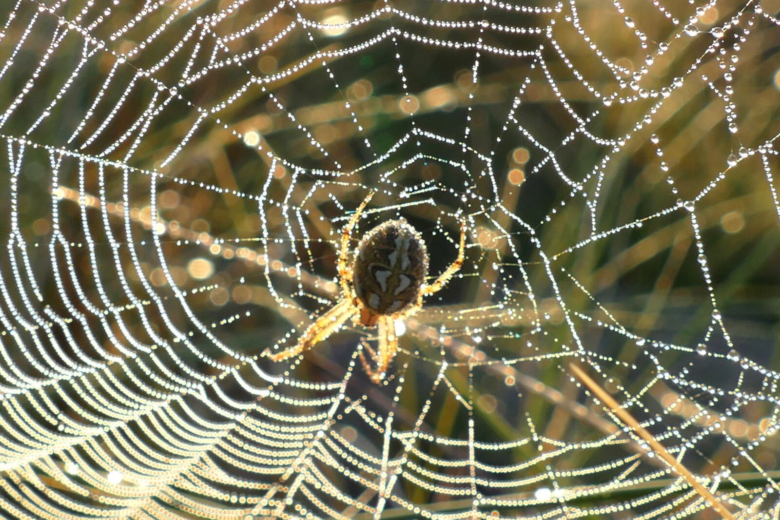 Panasonic Lumix DMC-FZ1000 sample photo. Spider web, webs, nature photography