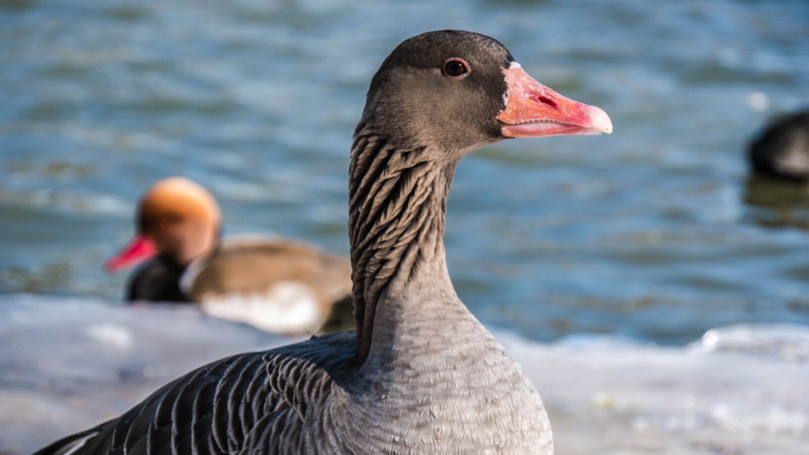 Panasonic DMC-G81 sample photo. Goose, water bird photography