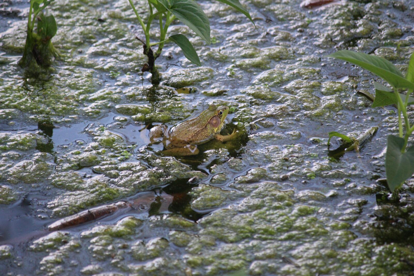 Canon EOS 700D (EOS Rebel T5i / EOS Kiss X7i) + Canon EF-S 55-250mm F4-5.6 IS sample photo. Frog, swim, water photography