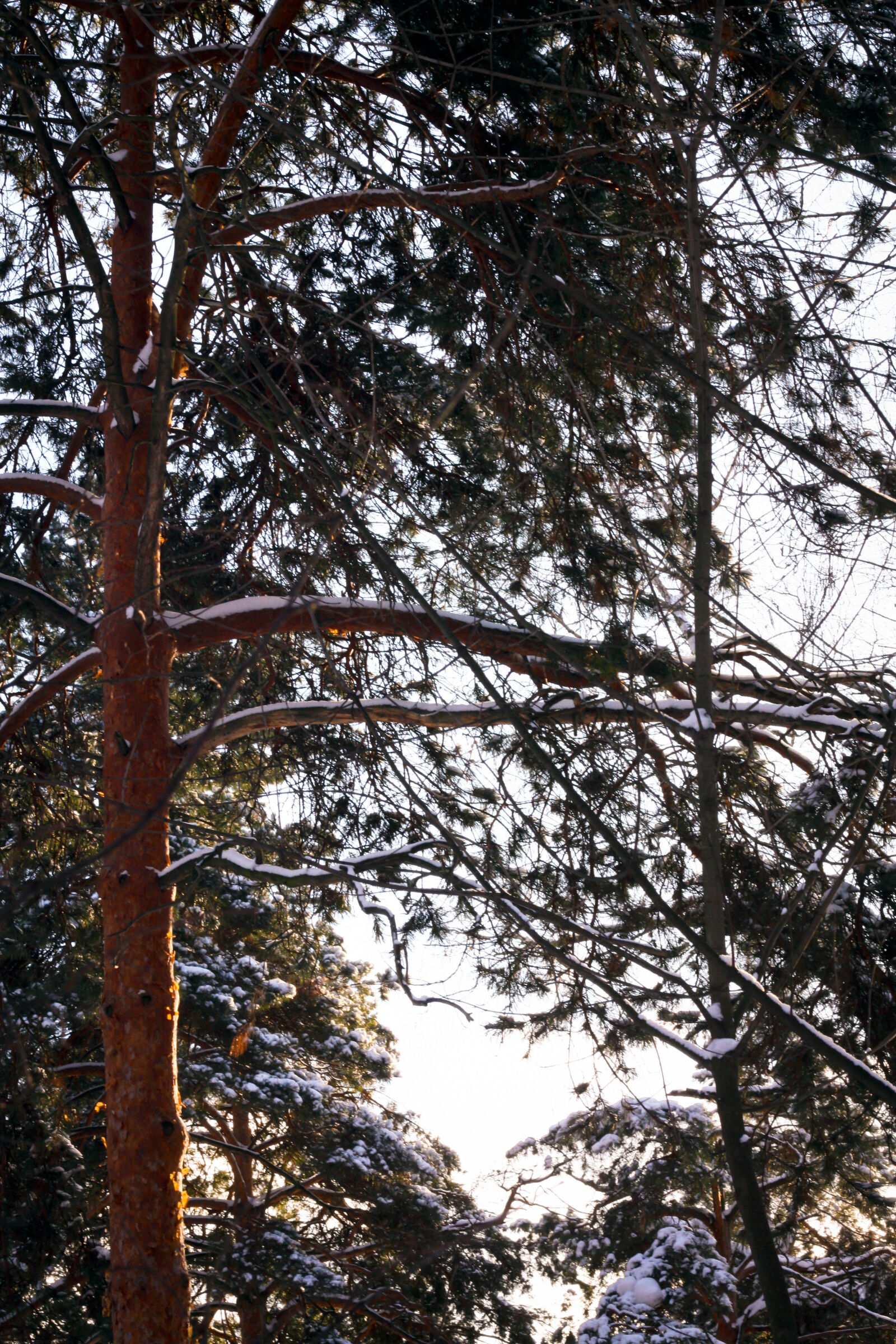 Canon EOS 450D (EOS Rebel XSi / EOS Kiss X2) sample photo. Forest, snow, sunshine, tree photography