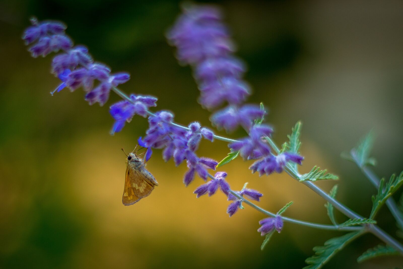 Canon EOS 600D (Rebel EOS T3i / EOS Kiss X5) + Canon EF 50mm F1.8 II sample photo. Butterfly, lavender, flower photography