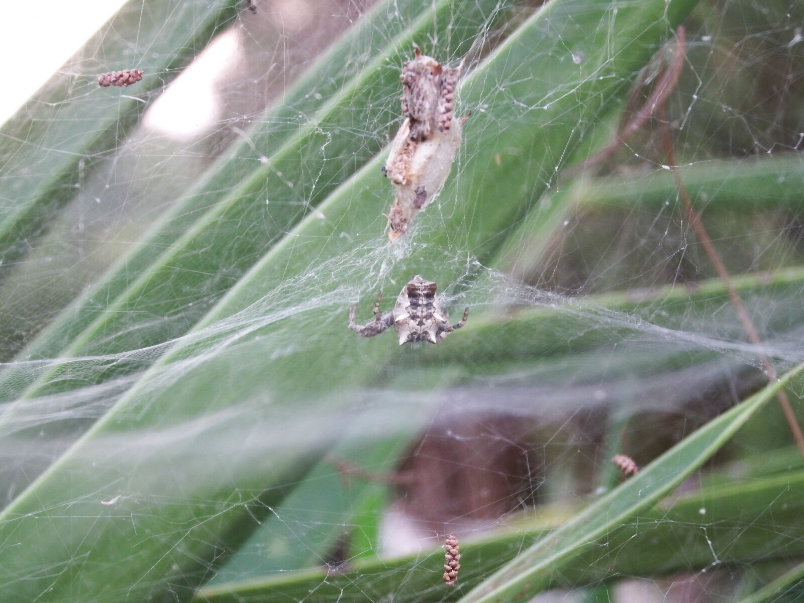 Fujifilm FinePix S1 sample photo. Insect, spider, spider, web photography