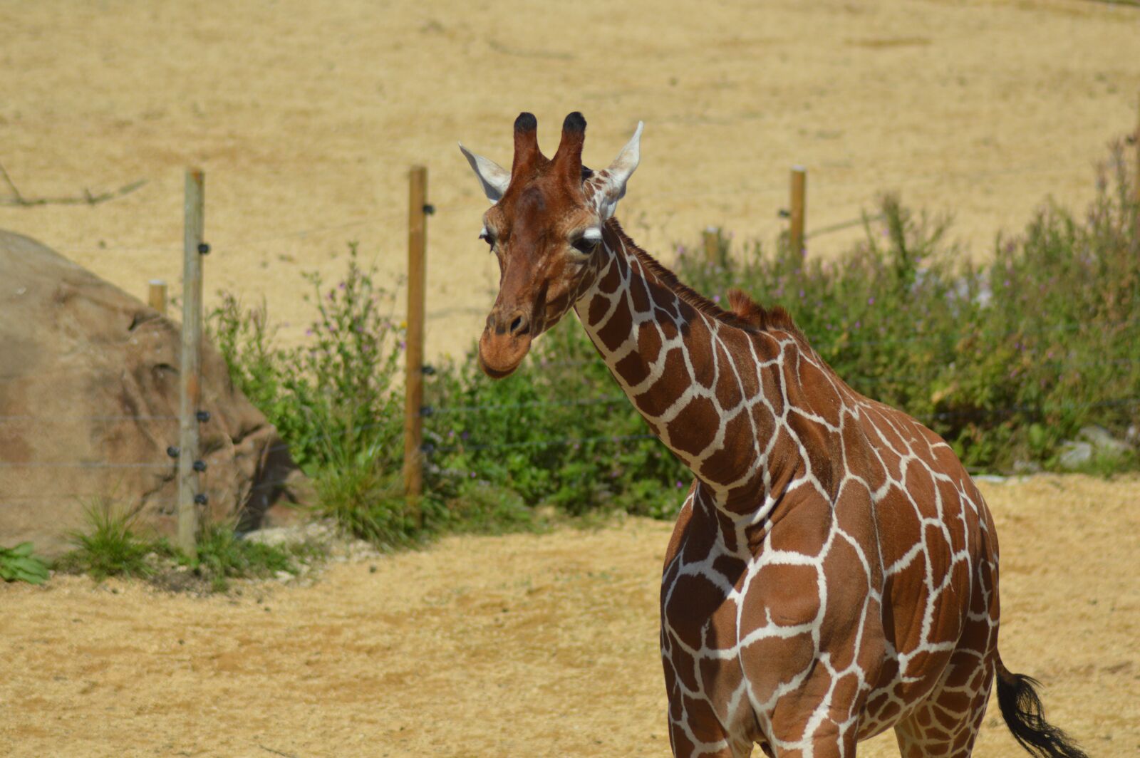 Nikon D3200 sample photo. Giraffe, zoo, animal photography