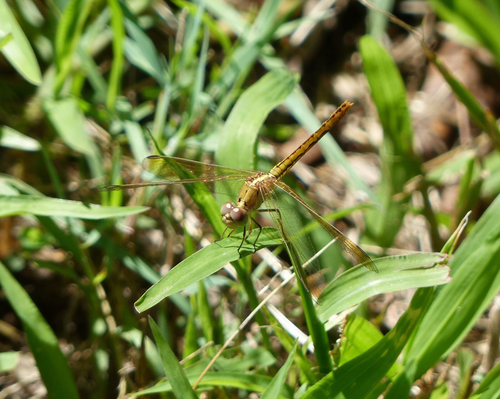 Panasonic Lumix DMC-FZ200 sample photo. Dragonfly, yellow dragonfly, insect photography