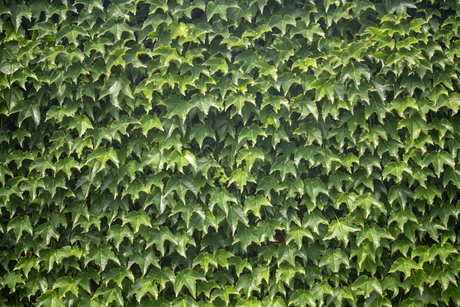 Canon EF-S 55-250mm F4-5.6 IS STM sample photo. Ivy, plant, wall photography
