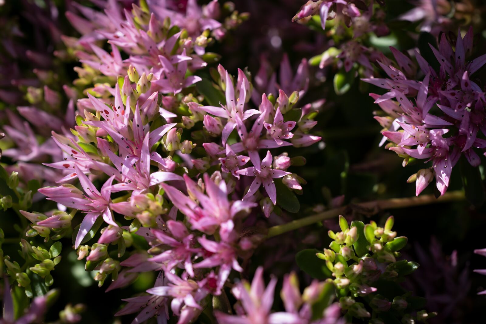 Nikon D750 sample photo. Flowers, pink, flower photography