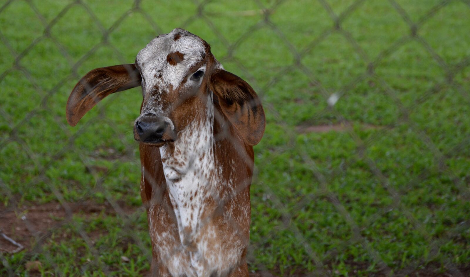 Nikon D7100 sample photo. Cattle, calf, boi photography