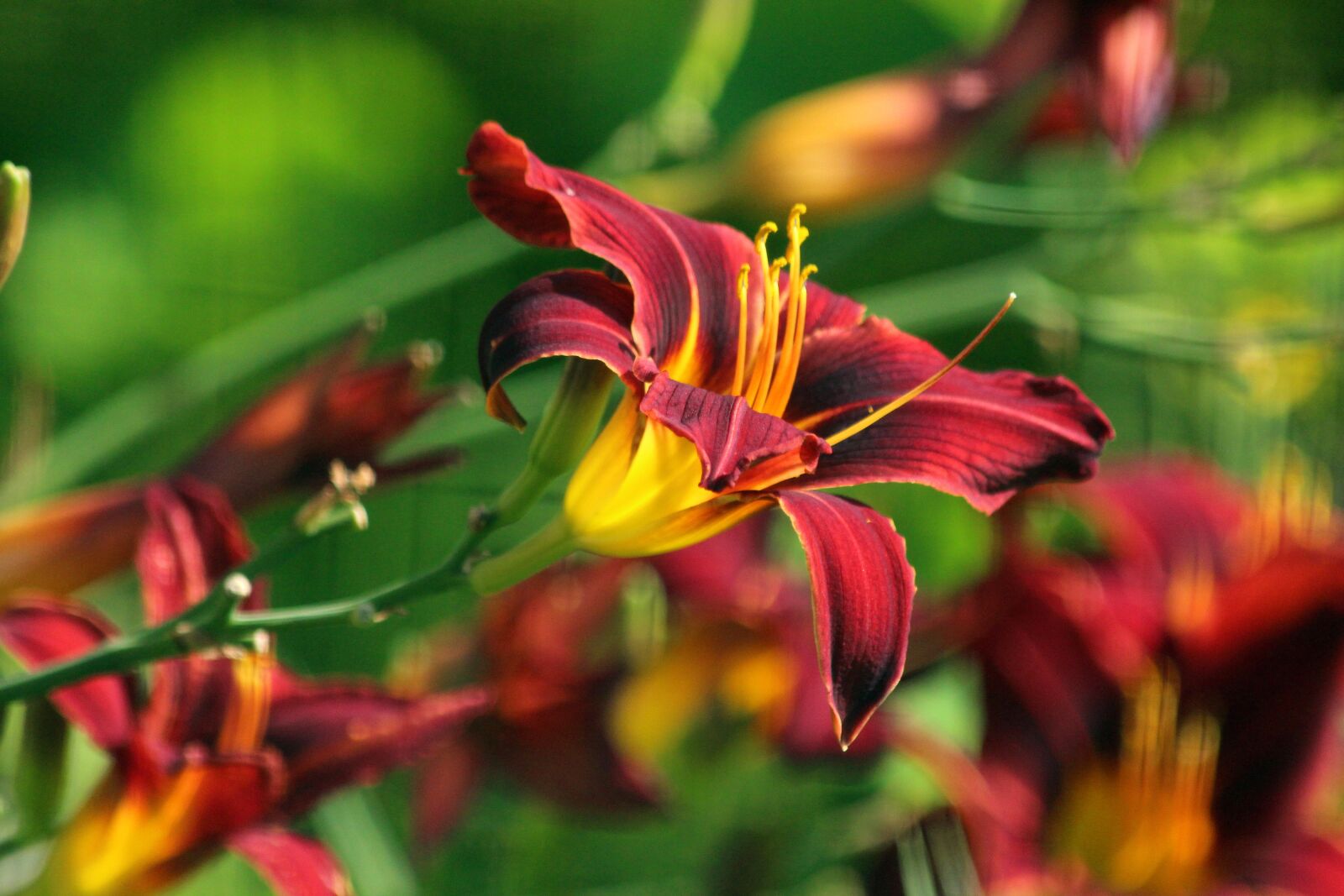 Canon EOS 650D (EOS Rebel T4i / EOS Kiss X6i) sample photo. Day-lily, flowers, nature photography
