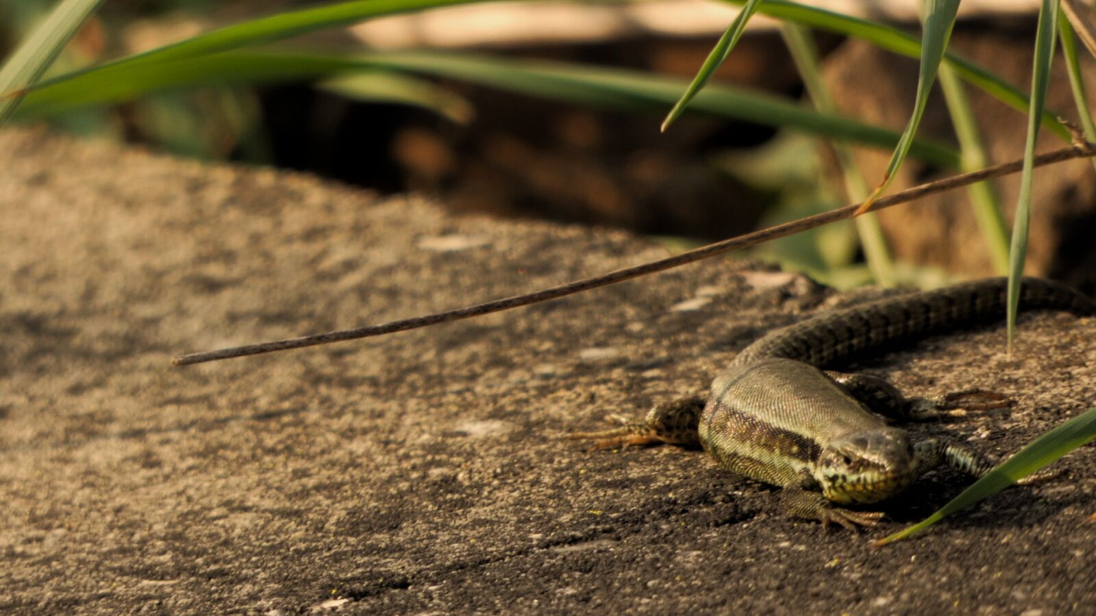 Panasonic Lumix DC-FZ80 (Lumix DC-FZ82) sample photo. Lizard, spring, stone photography